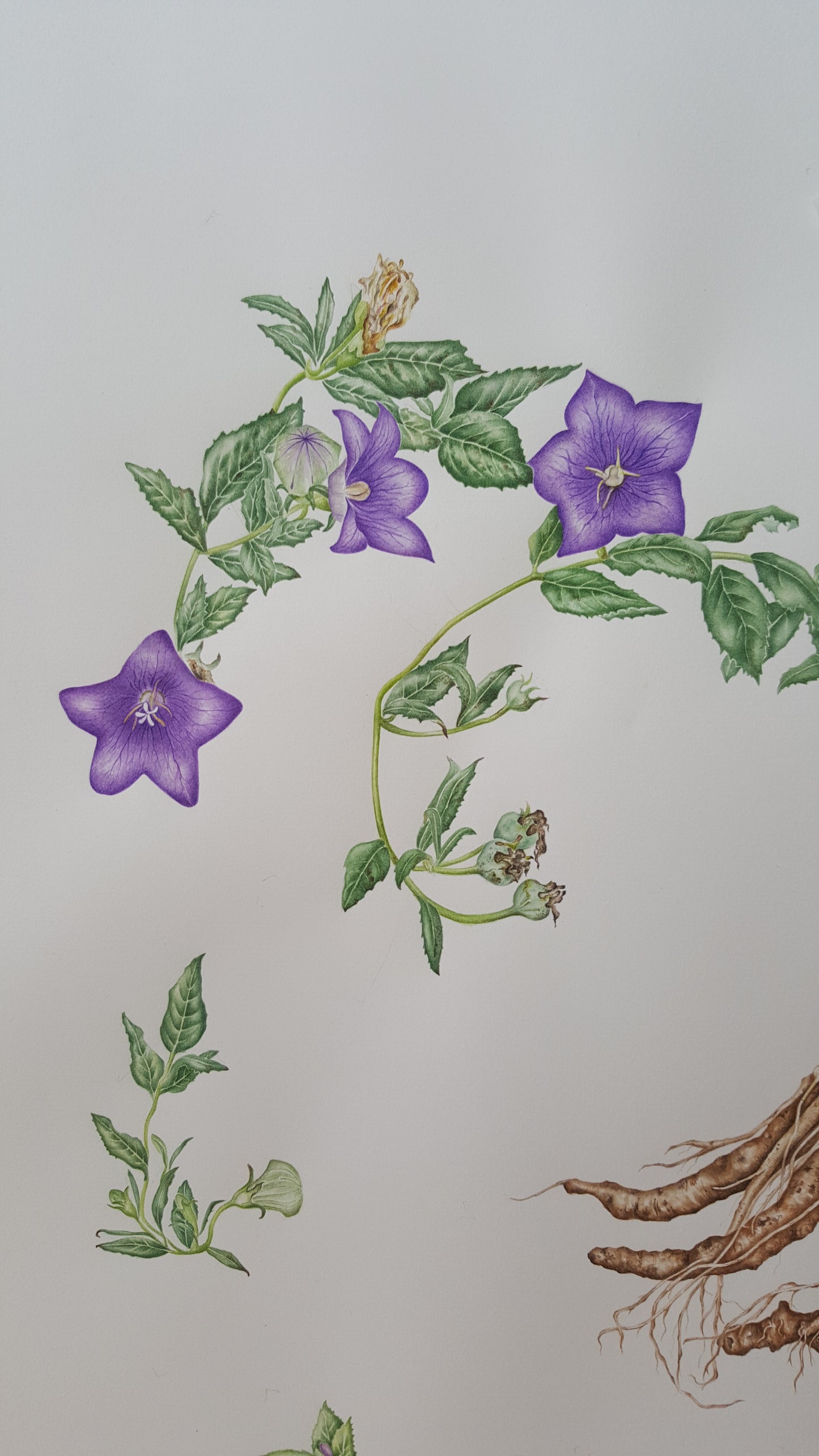 [Minjung Oh] Bellflower – Platycodon Grandiflorus (6 years) Poster A4
