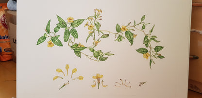 [Minjung Oh] " Goodenia Ovata" Original  Artworks  & Frame