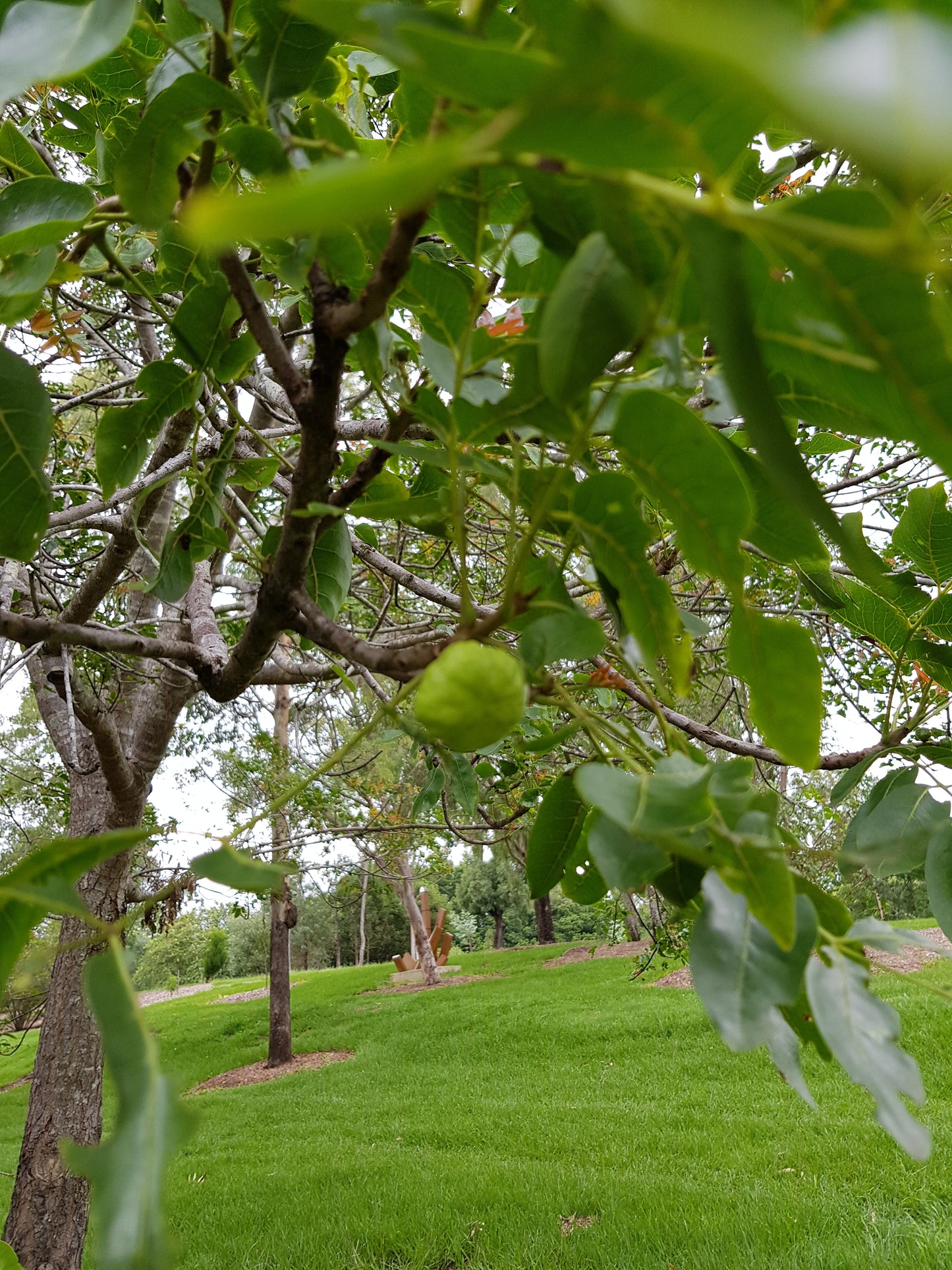 [Minjung Oh] Pleiogynium Timorense (Burdekin Plum) Original Artworks &  Frame