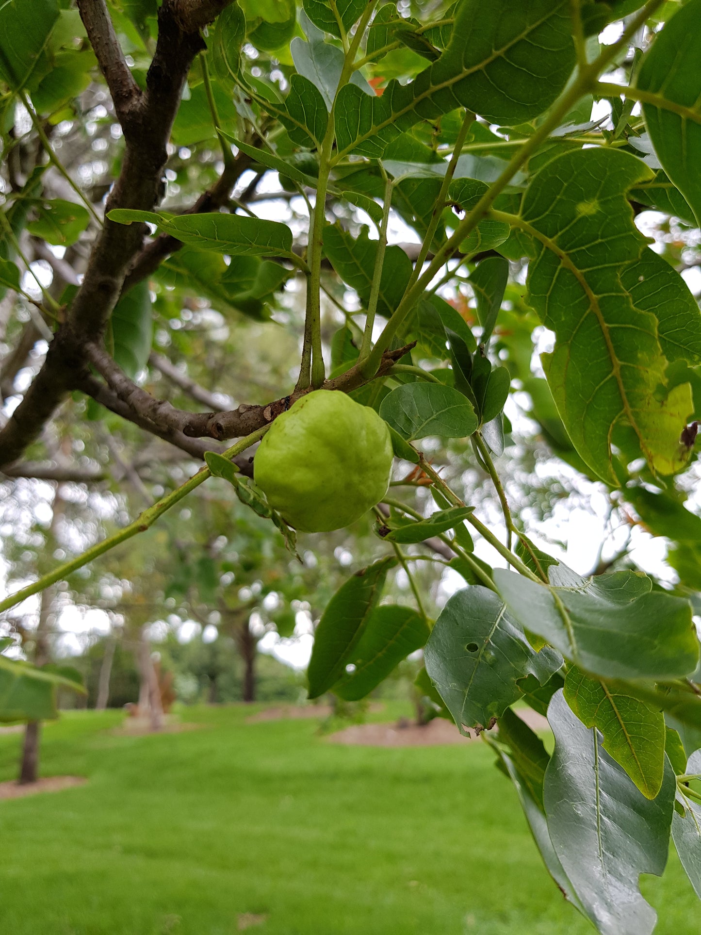 [Minjung Oh] Pleiogynium Timorense (Burdekin Plum) Original Artworks &  Frame