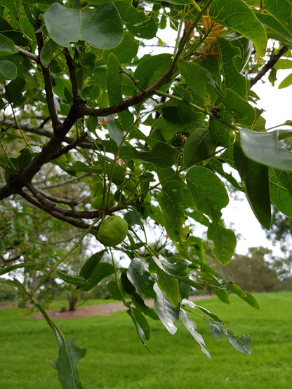 Australia Botanical Artist Alrtworks print t shirts (Black, Medium)  Pleiogynium Timorense