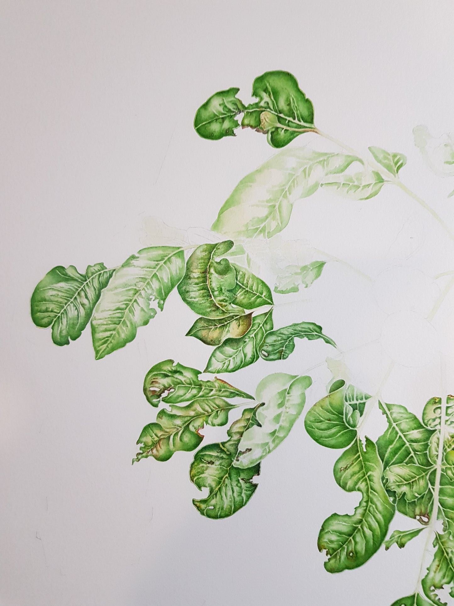 [Minjung Oh] Pleiogynium Timorense (Burdekin Plum) Original Artworks &  Frame