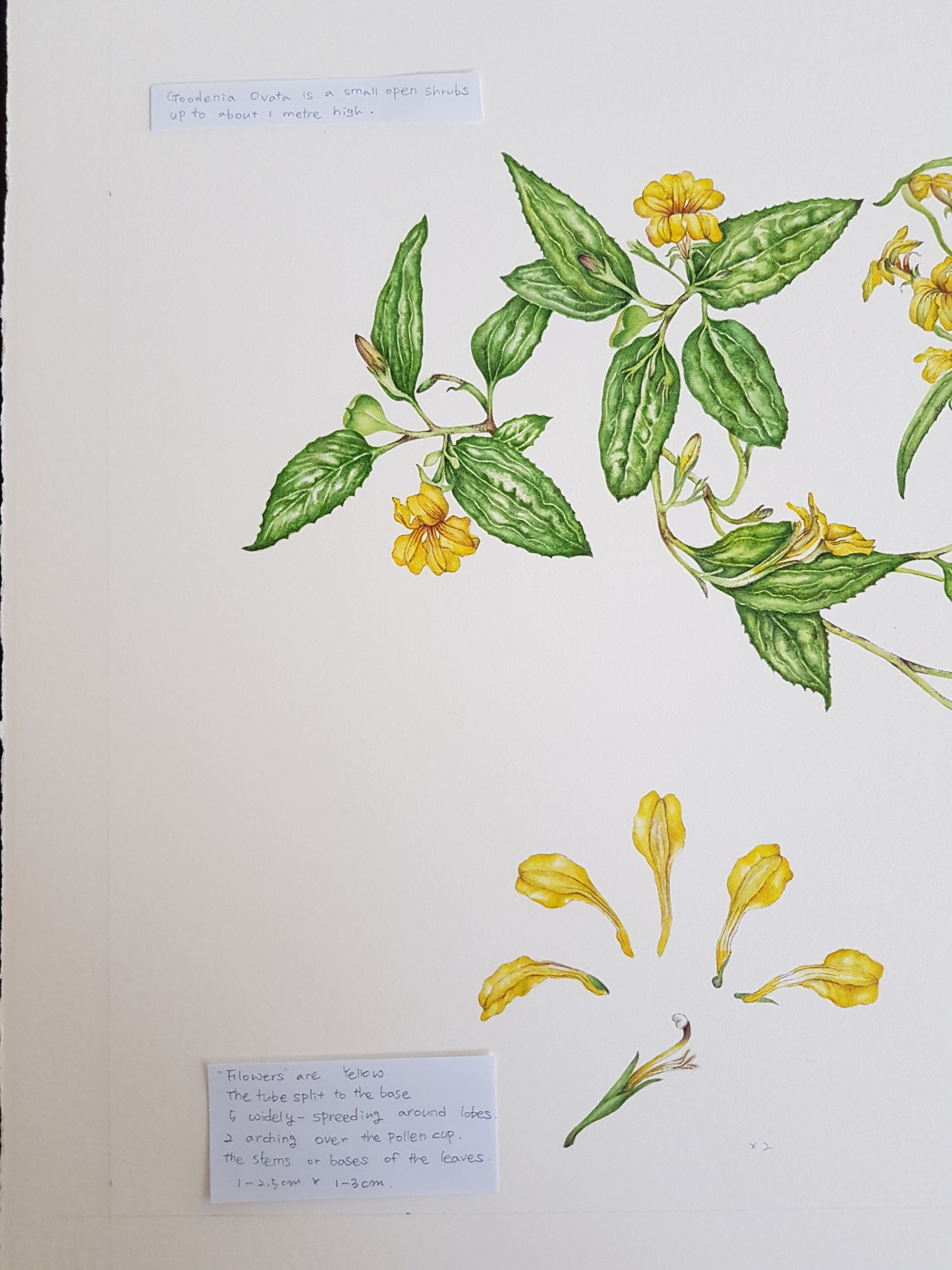 [Minjung Oh] " Goodenia Ovata" Original  Artworks  & Frame