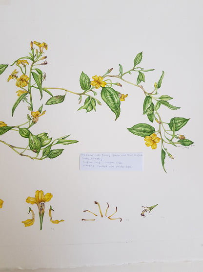 [Minjung Oh] " Goodenia Ovata" Original  Artworks  & Frame