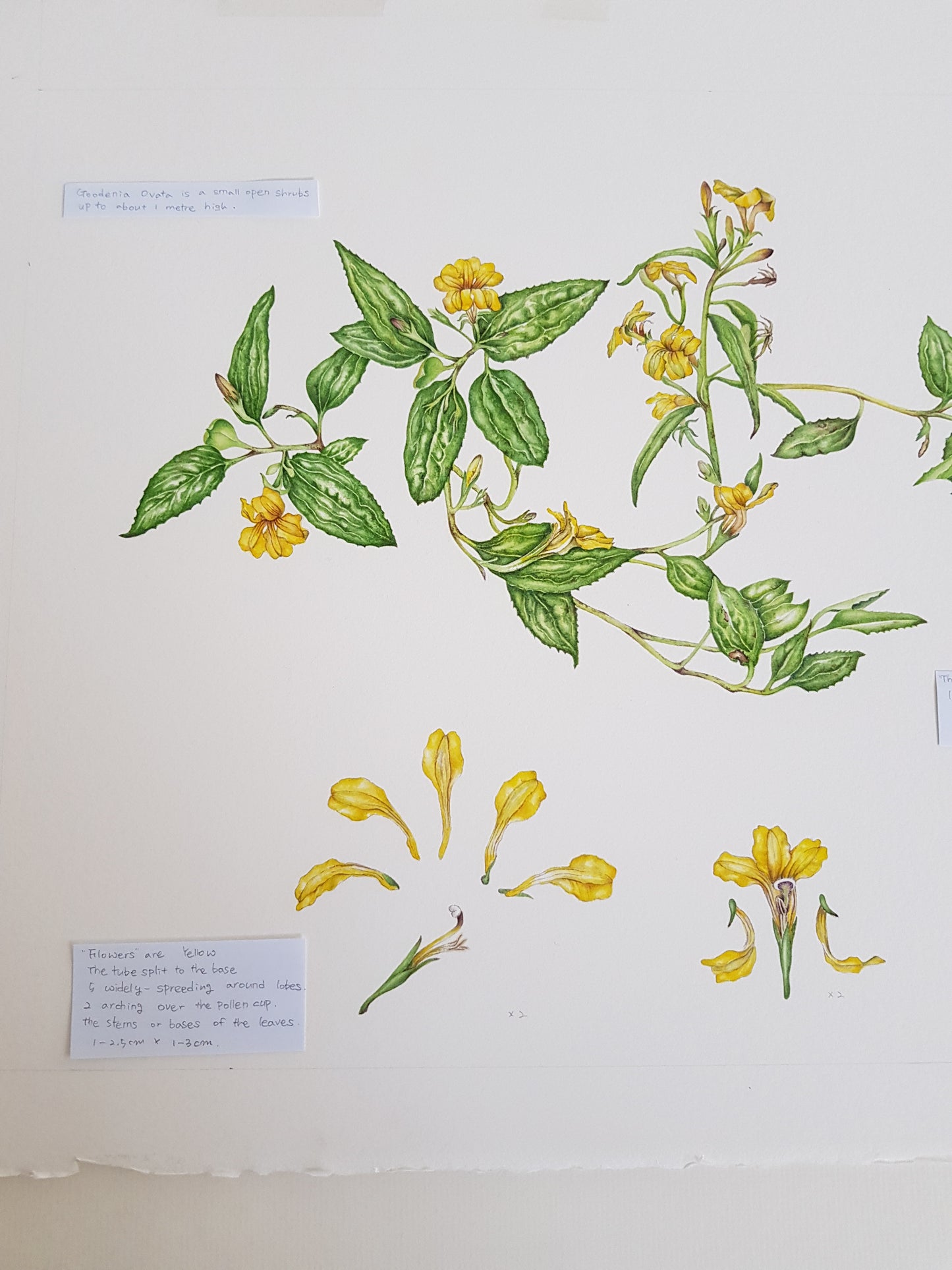 [Minjung Oh] " Goodenia Ovata" Original  Artworks  & Frame