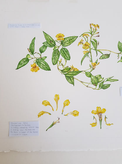 [Minjung Oh] " Goodenia Ovata" Original  Artworks  & Frame