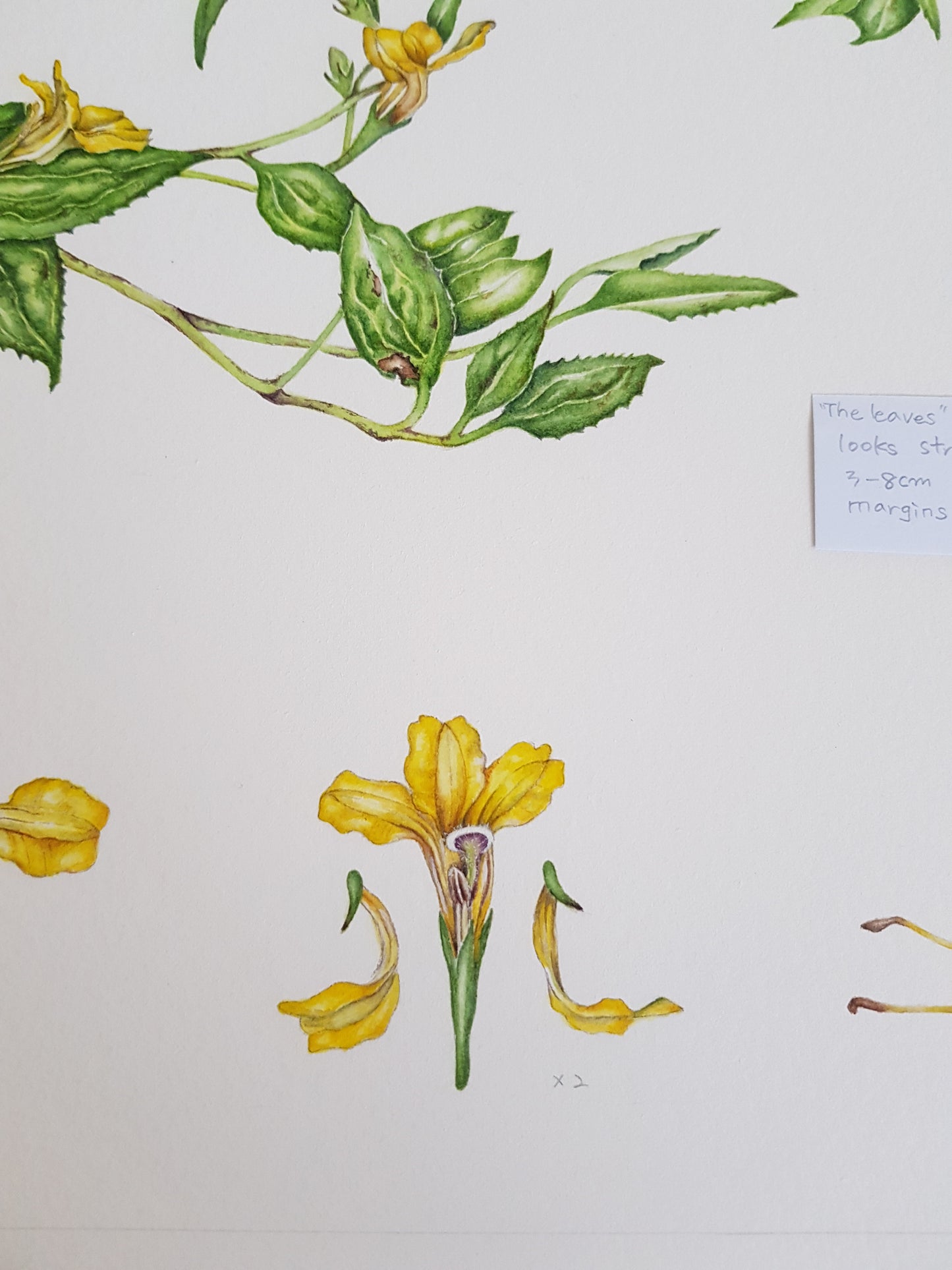 [Minjung Oh] " Goodenia Ovata" Original  Artworks  & Frame