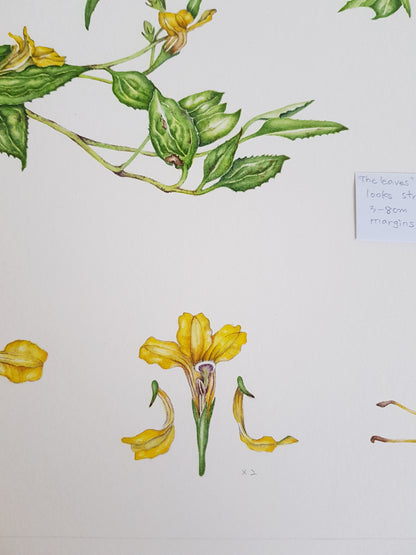 [Minjung Oh] " Goodenia Ovata" Original  Artworks  & Frame