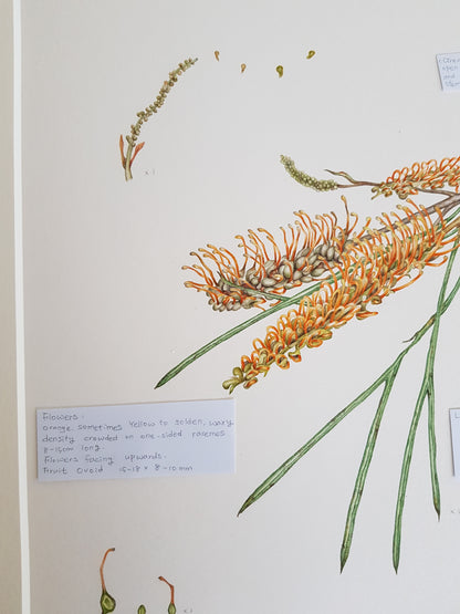 [Minjung Oh] Bookmark – Grevillea Pteridifolia