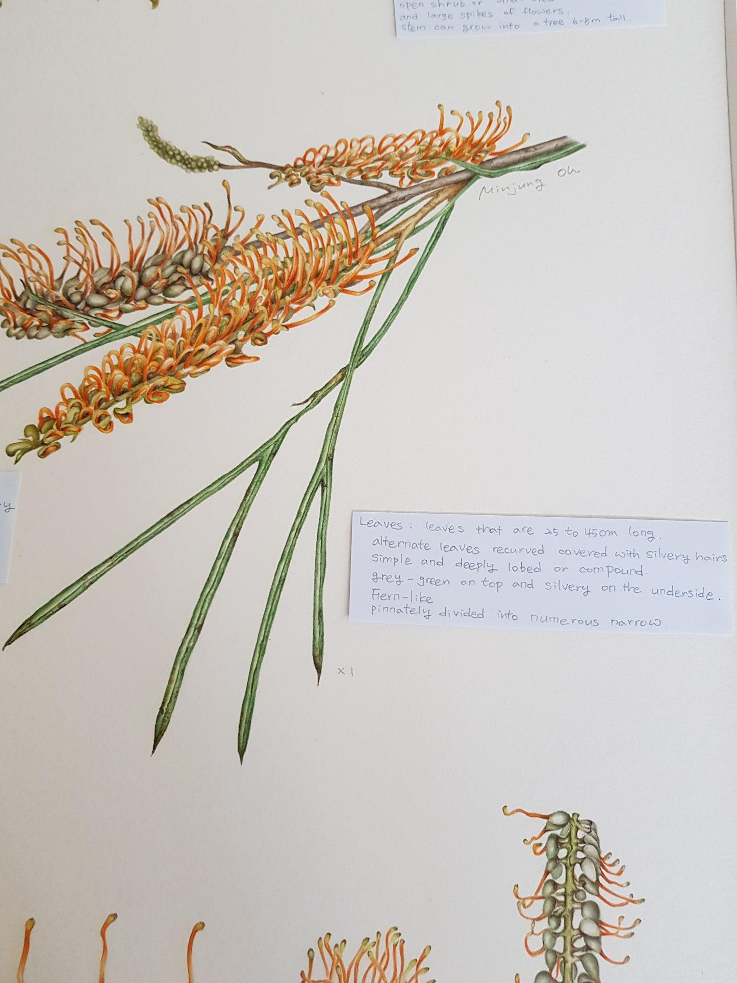 [Minjung Oh] Bookmark – Grevillea Pteridifolia