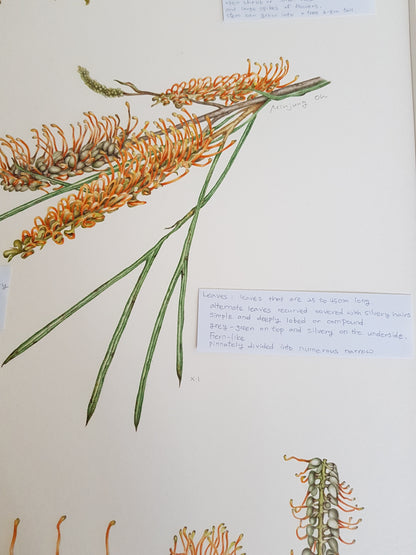 [Minjung Oh] Bookmark – Grevillea Pteridifolia