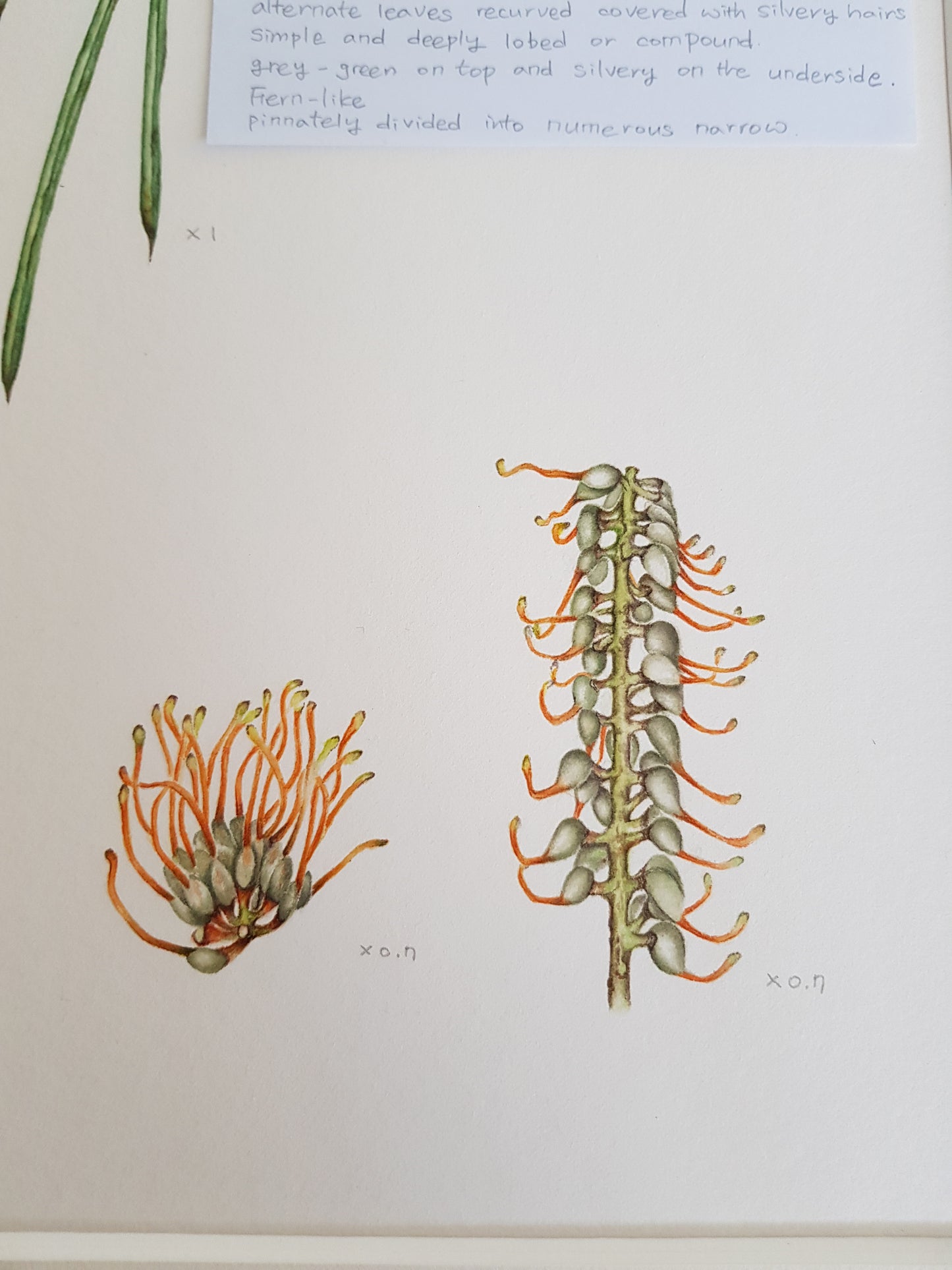 [Minjung Oh] Bookmark – Grevillea Pteridifolia