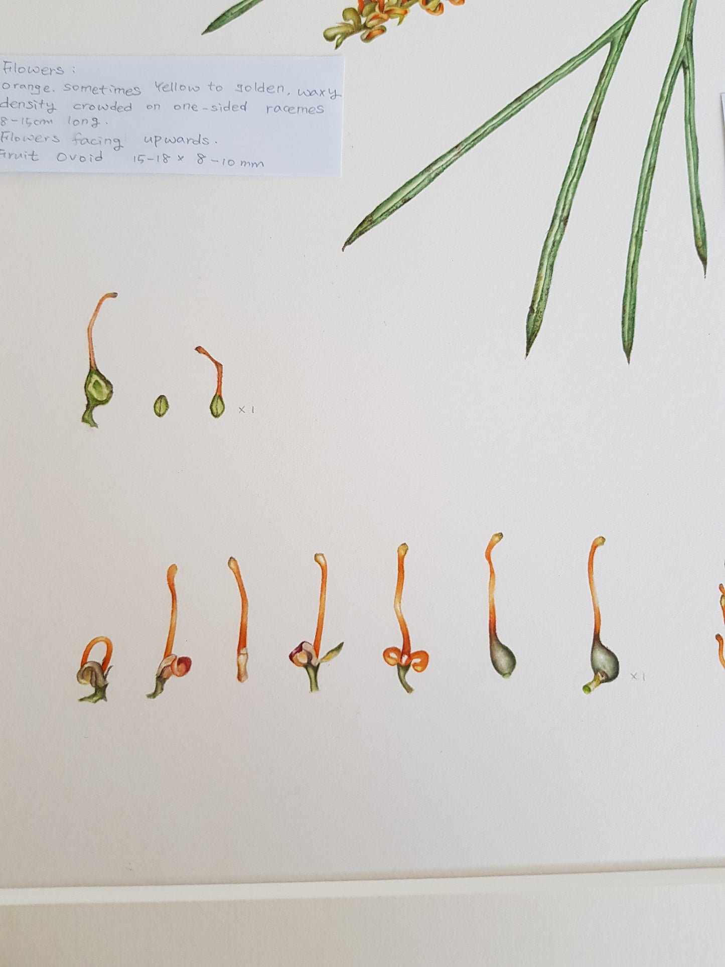 [Minjung Oh] Bookmark – Grevillea Pteridifolia
