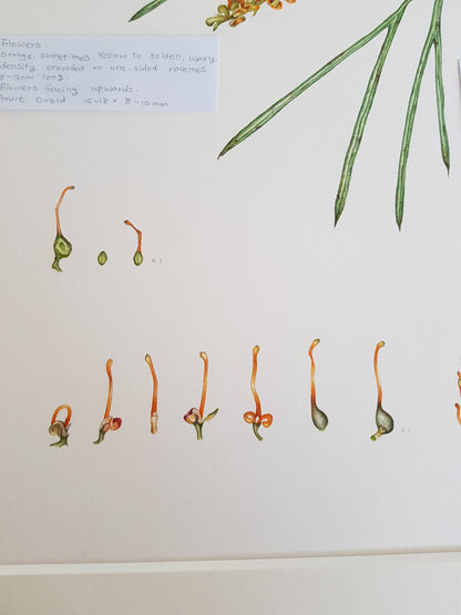 [Minjung Oh] Bookmark – Grevillea Pteridifolia