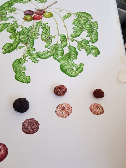 Australia Botanical Artist Alrtworks print t shirts (Black, Medium)  Pleiogynium Timorense