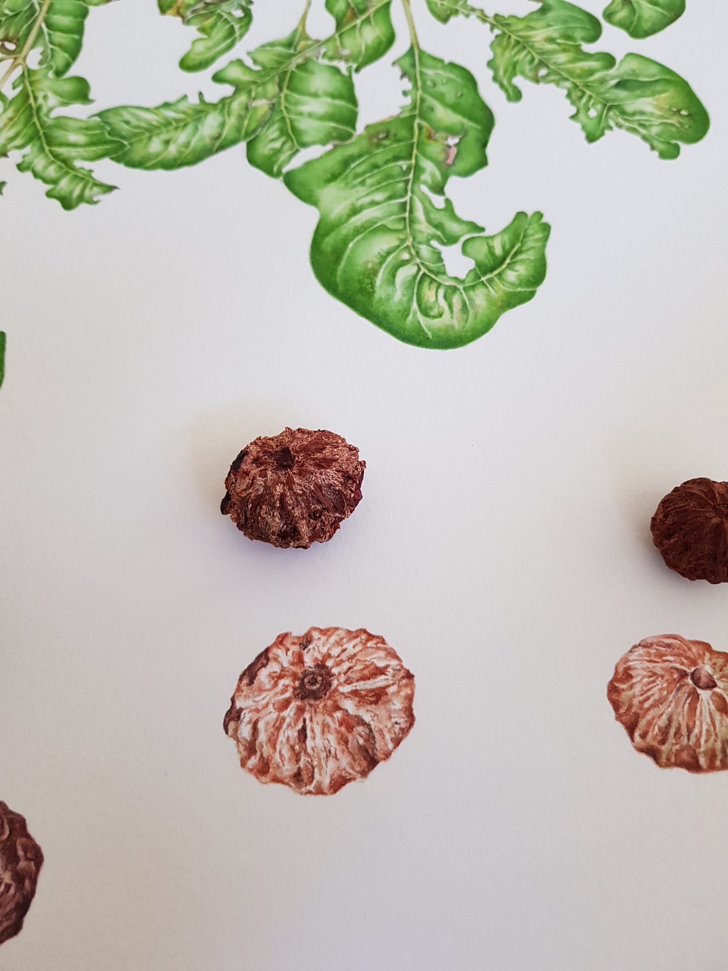 [Minjung Oh] Pleiogynium Timorense (Burdekin Plum) Original Artworks &  Frame