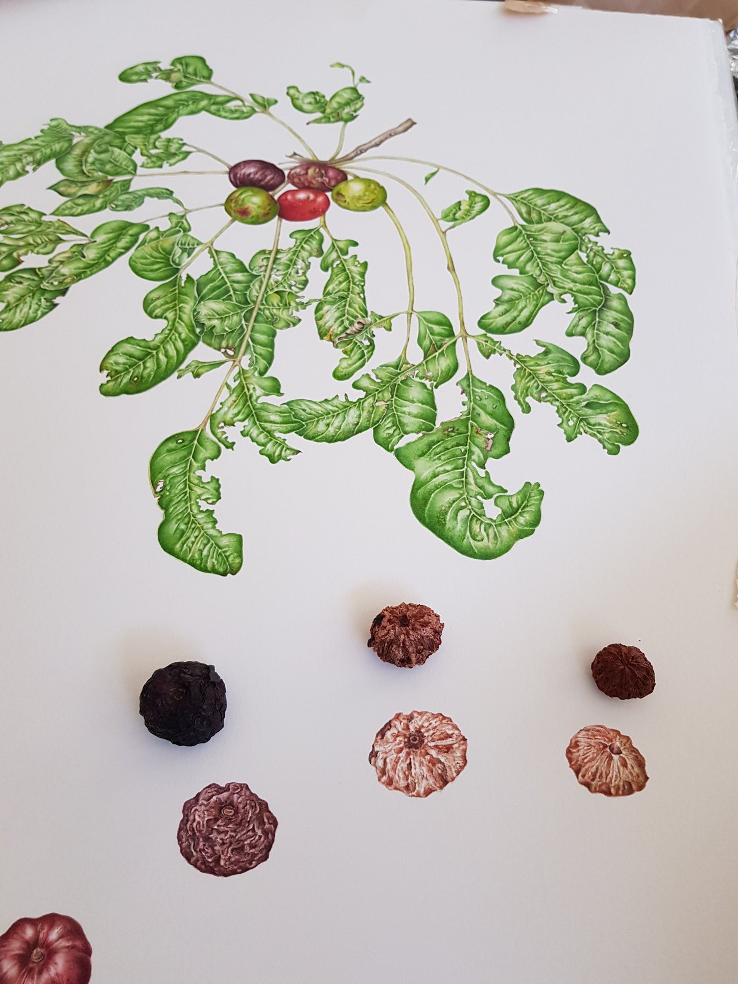 [Minjung Oh] Pleiogynium Timorense (Burdekin Plum) Original Artworks &  Frame