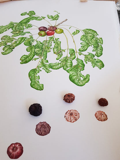 Australia Botanical Artist Alrtworks print t shirts (Black, Medium)  Pleiogynium Timorense