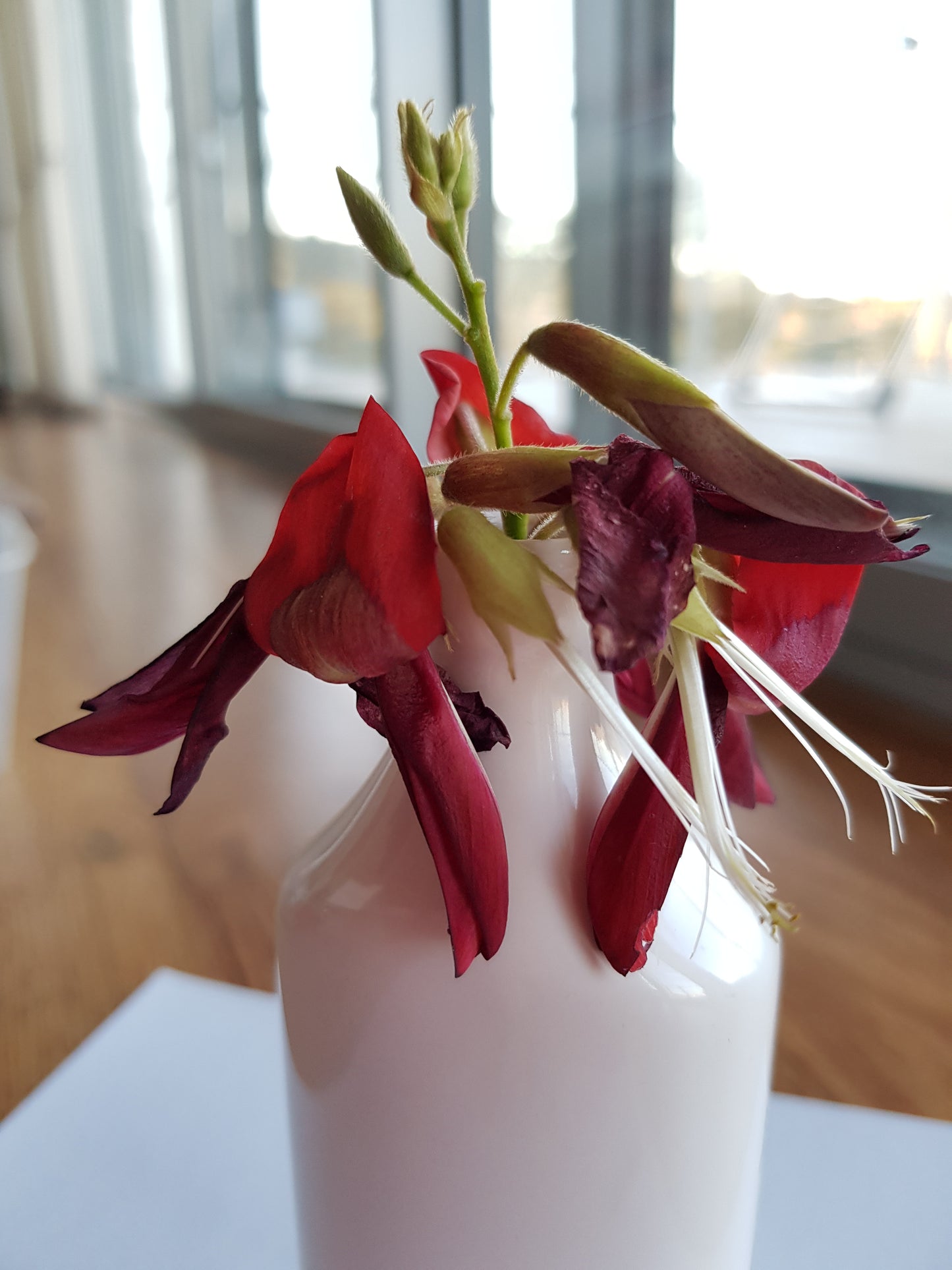 [Minjung Oh] Dusky Coral Pea – Kennedia Rubicunda Original Botanic Artworks and frame