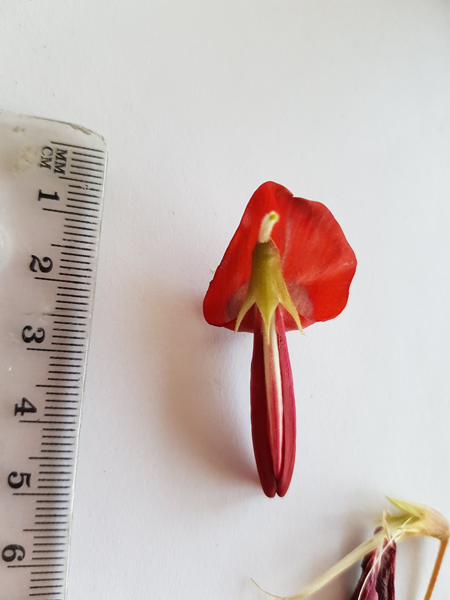 [Minjung Oh] Dusky Coral Pea – Kennedia Rubicunda Original Botanic Artworks and frame