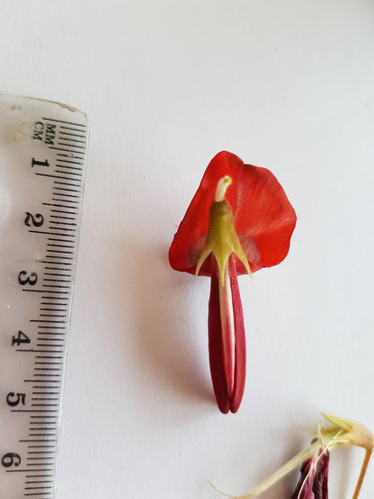 [Minjung Oh] Dusky Coral Pea – Kennedia Rubicunda Original Botanic Artworks and frame