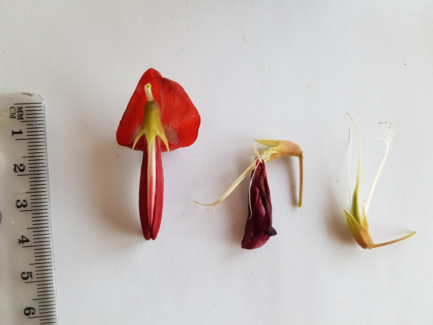 [Minjung Oh] Dusky Coral Pea – Kennedia Rubicunda Original Botanic Artworks and frame