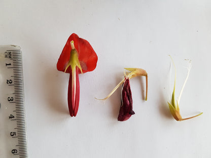 [Minjung Oh] Dusky Coral Pea – Kennedia Rubicunda Original Botanic Artworks and frame