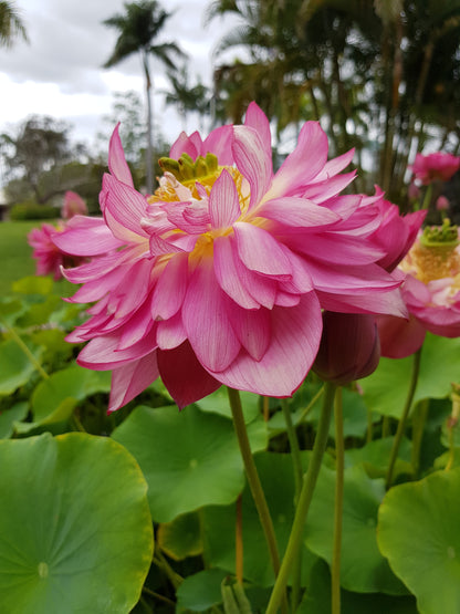 [Minjung Oh] A5 Postcard – Nelumbo – Crimson Velvet 2