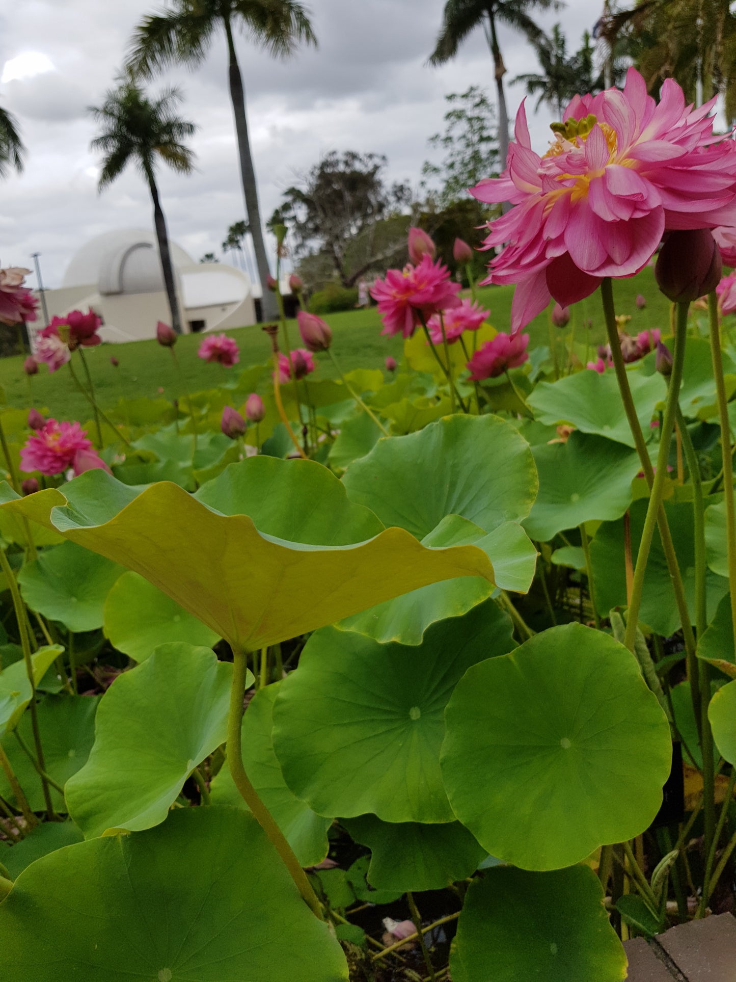 Australia Botanical Artist Original Artwork folding Frame (4pcs)