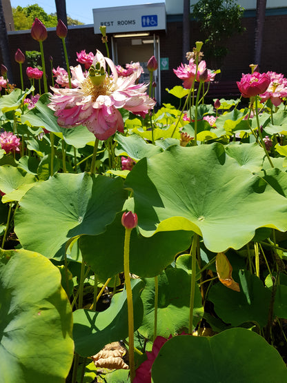 Australia Botanic Artist Painting T shirts (Pink, Medium)