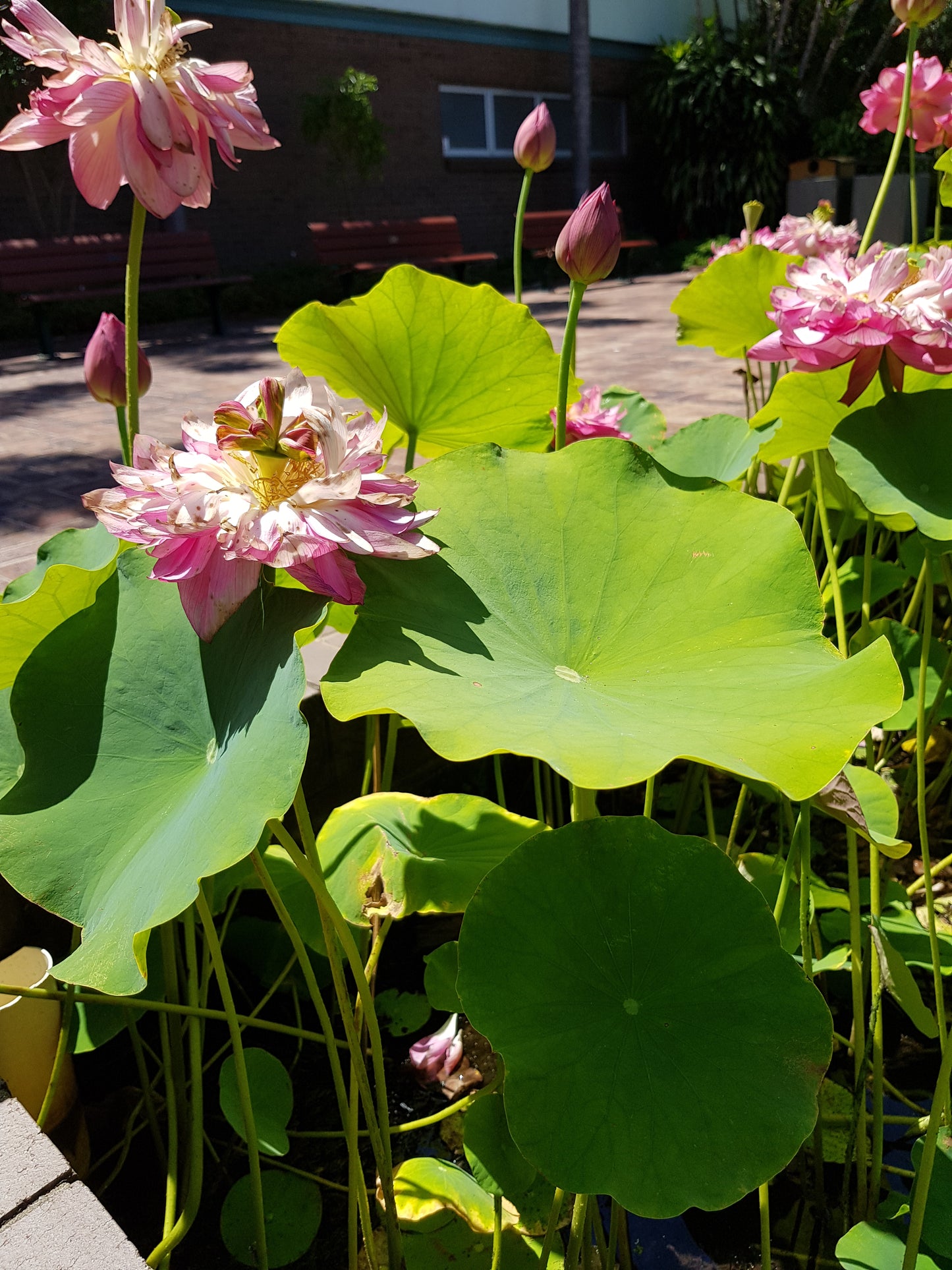 Australia Botanic Artist Painting T shirts (Pink, Medium)