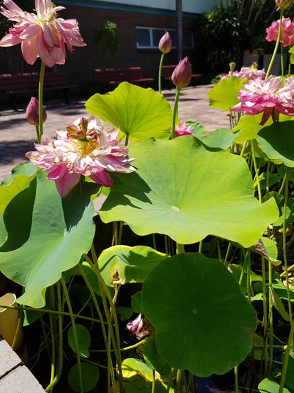 Australia Botanic Artist Painting T shirts (Pink, Medium)