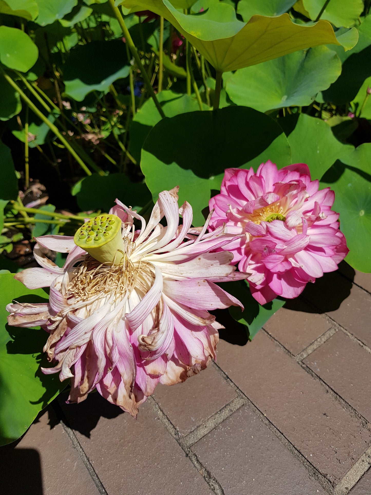 [Minjung Oh] A5 Postcard – Nelumbo – Crimson Velvet 4