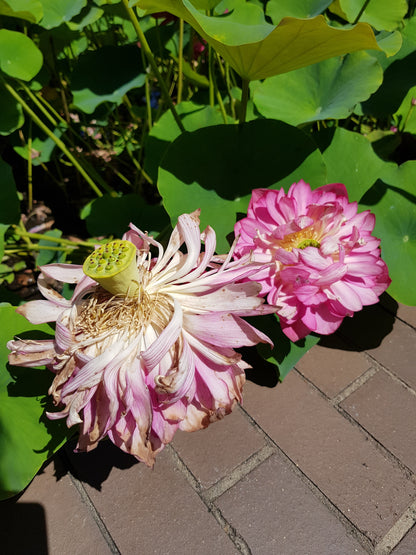 [Minjung Oh] A5 Postcard – Nelumbo – Crimson Velvet 4