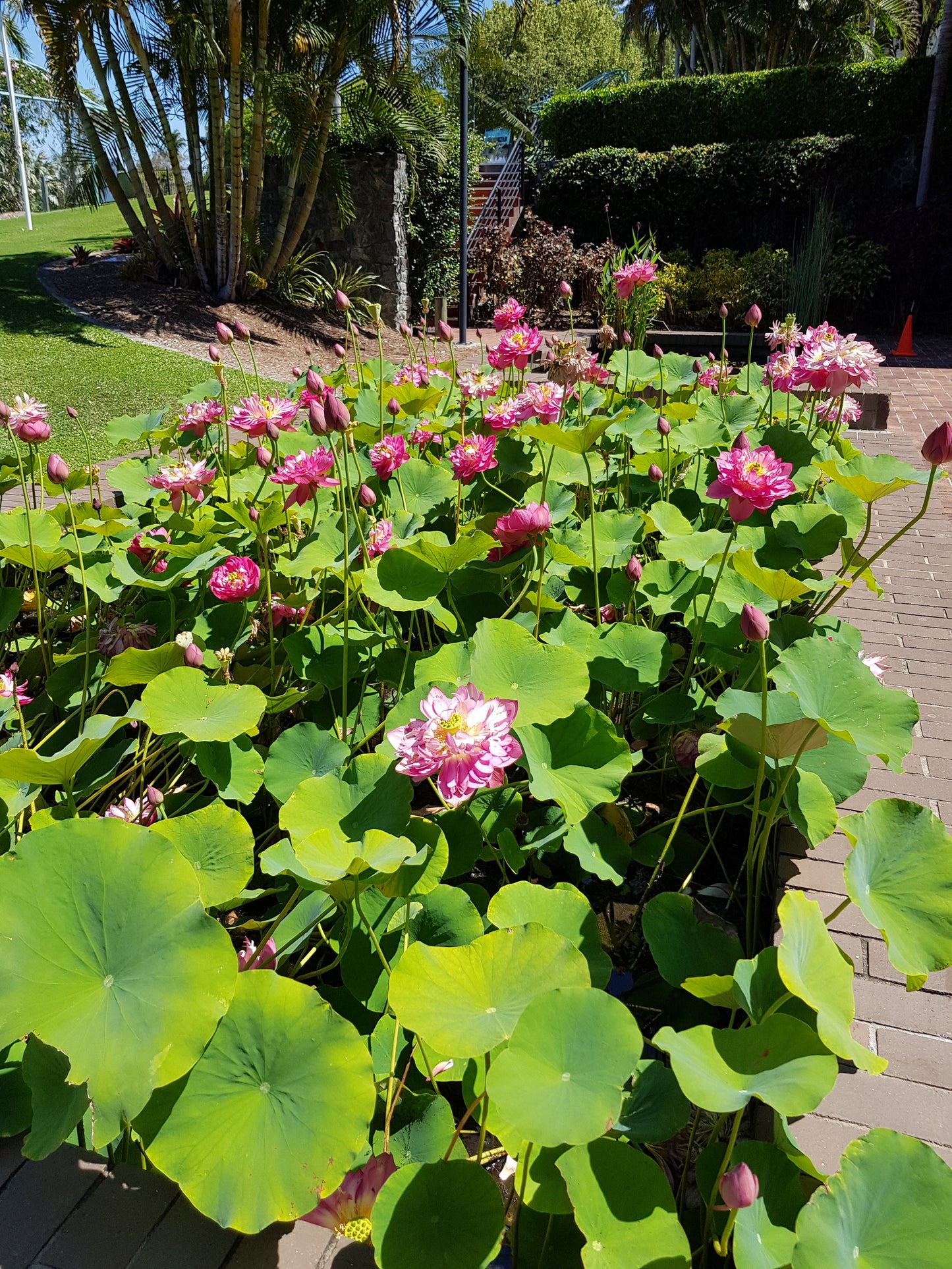 [Minjung Oh] A5 Postcard – Nelumbo – Crimson Velvet 4