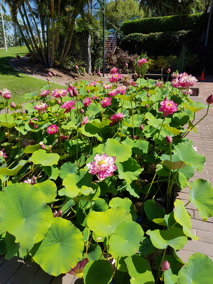 [Minjung Oh] A5 Postcard – Nelumbo – Crimson Velvet 4