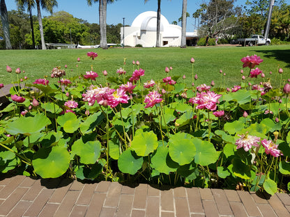 Australia Botanical Artist Original Artwork folding Frame (4pcs)
