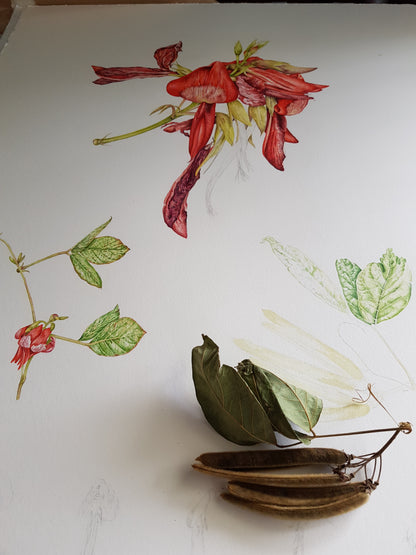 [Minjung Oh] Dusky Coral Pea – Kennedia Rubicunda Original Botanic Artworks and frame