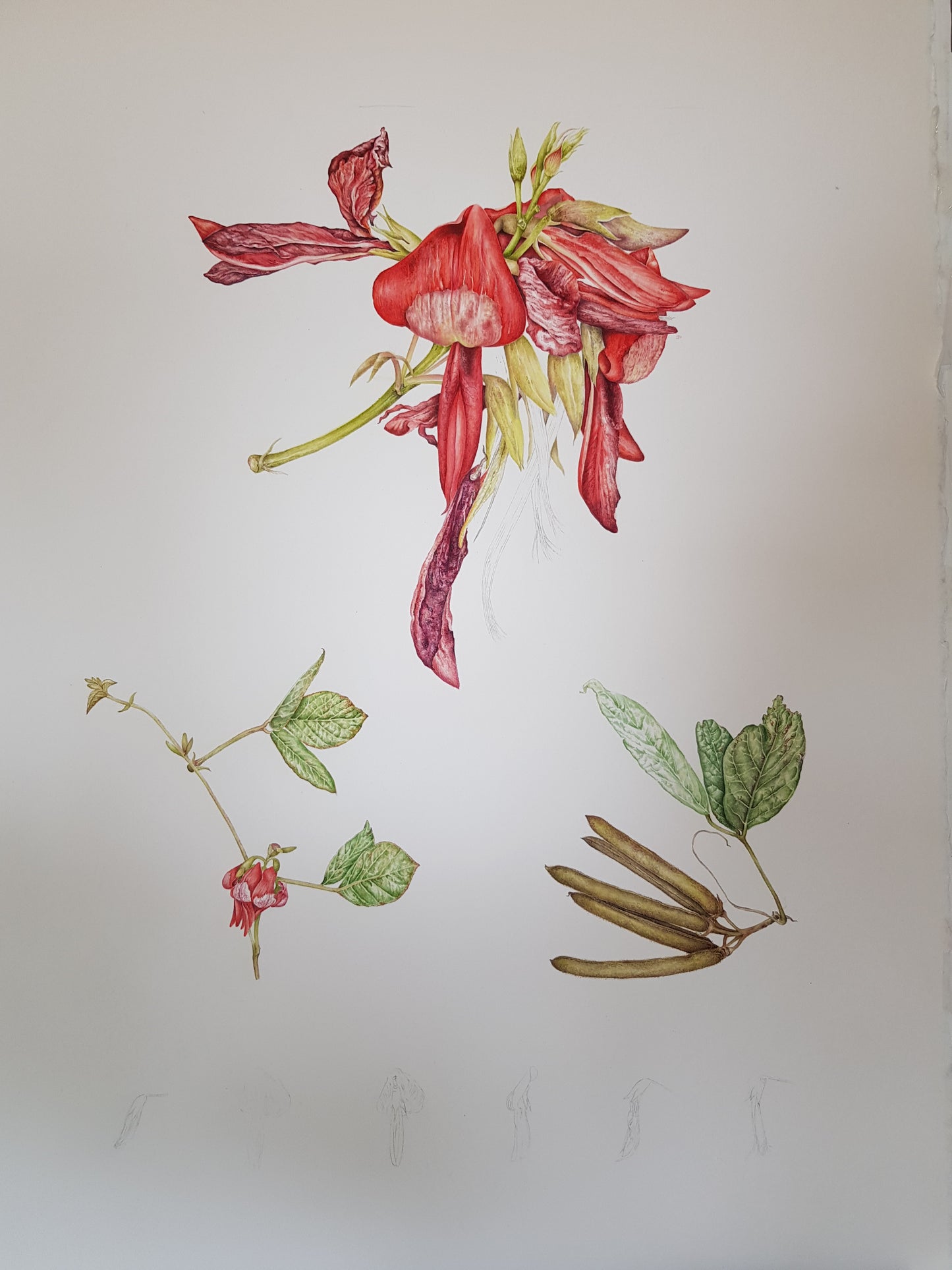 [Minjung Oh] A5 Postcard  "Dusky Coral Pea- Kennedia Rubicunda"   copy print