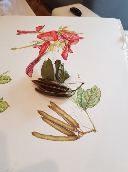 [Minjung Oh] Dusky Coral Pea – Kennedia Rubicunda Original Botanic Artworks and frame