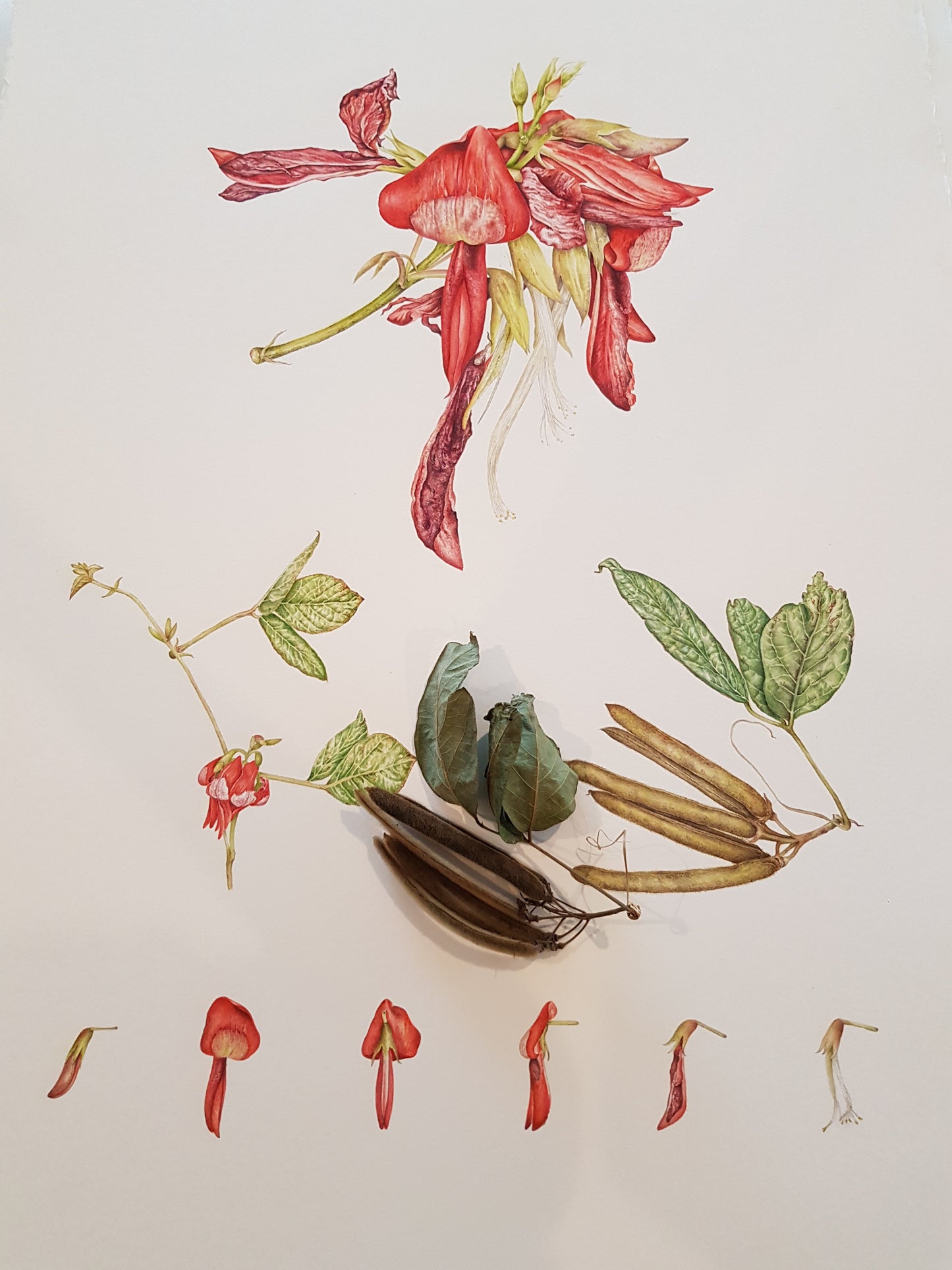 [Minjung Oh] Dusky Coral Pea – Kennedia Rubicunda Original Botanic Artworks and frame