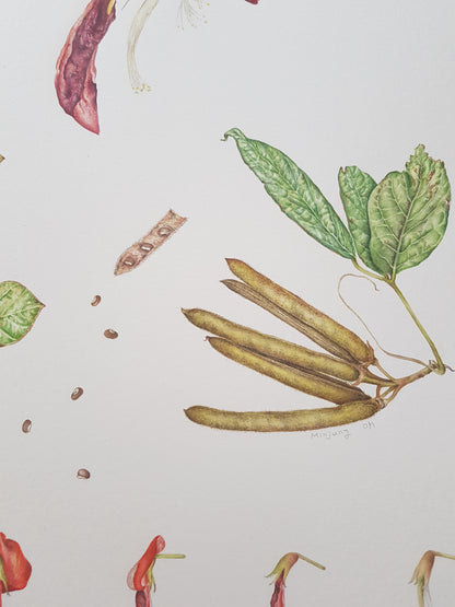 [Minjung Oh] A5 Postcard  "Dusky Coral Pea- Kennedia Rubicunda"   copy print