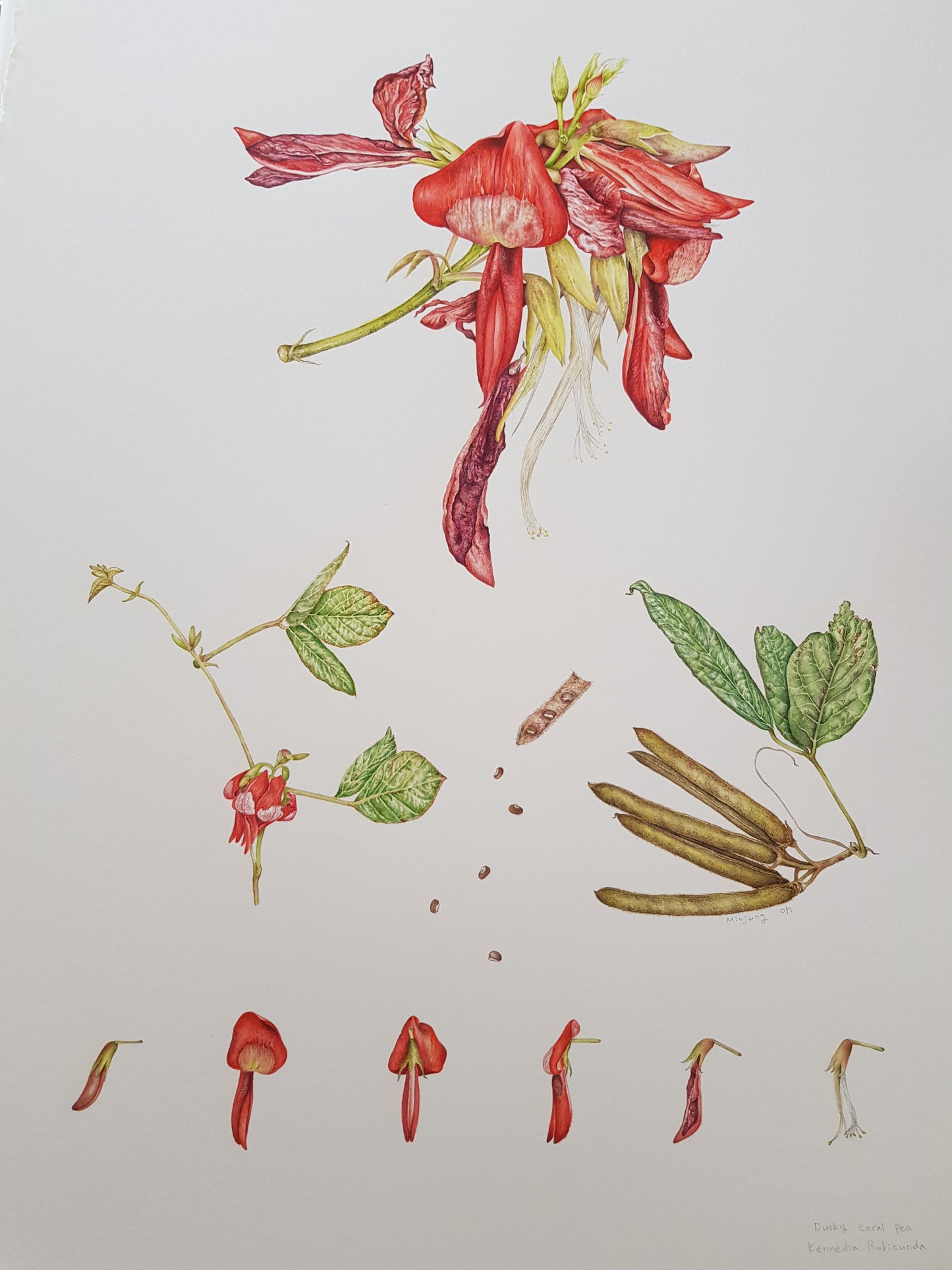 [Minjung Oh] A5 Postcard  "Dusky Coral Pea- Kennedia Rubicunda"   copy print