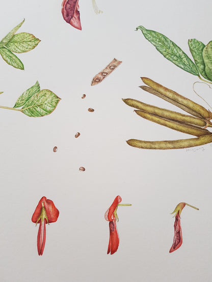 [Minjung Oh] A5 Postcard  "Dusky Coral Pea- Kennedia Rubicunda"   copy print