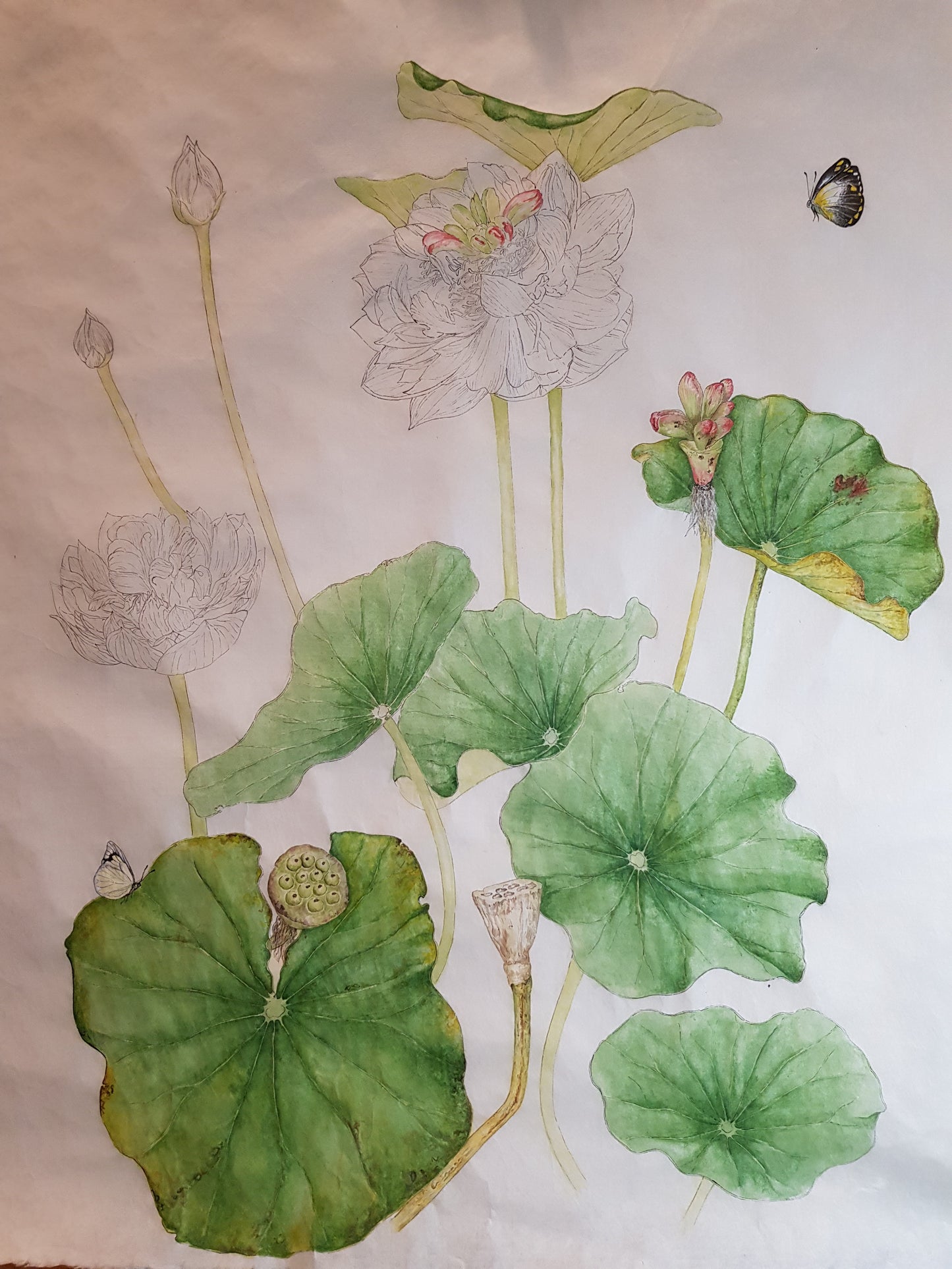 [Minjung Oh] A5 Postcard – Nelumbo – Crimson Velvet 1