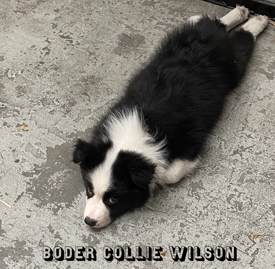 Australia Illuste Desin T shirts " Border Collie Lover" (White, Large)