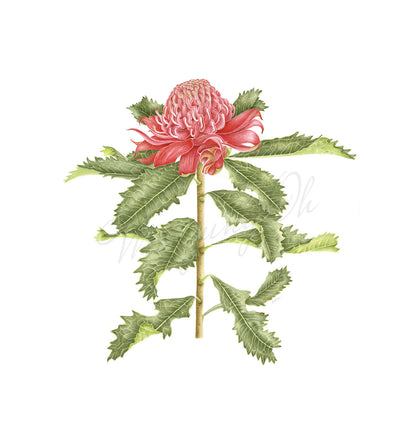 [Minjung Oh] Waratah Poster A4