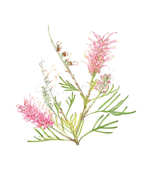 [Minjung Oh] Grevillea Honeybird Pink Poster A4 copy print