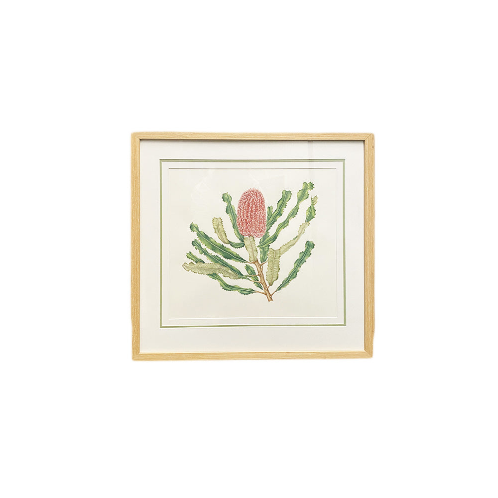 [Minjung Oh] "Banksia Menziesii"  Original Botanic Artworks & Art Frame