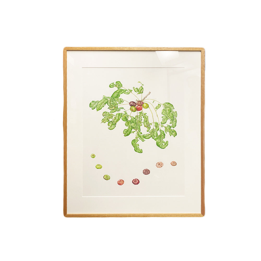 [Minjung Oh] Pleiogynium Timorense (Burdekin Plum) Original Artworks &  Frame
